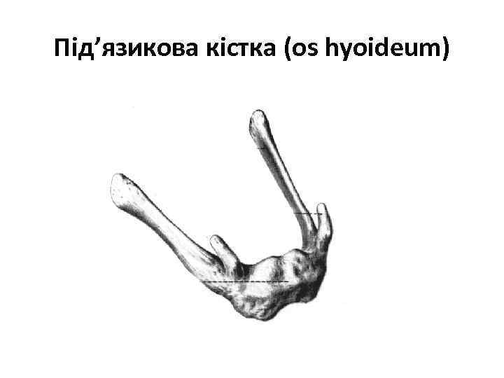 Під’язикова кістка (os hyoideum) 