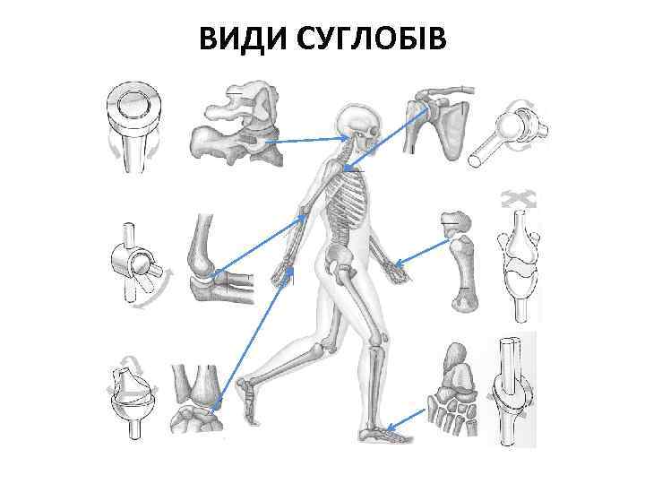 ВИДИ СУГЛОБІВ 