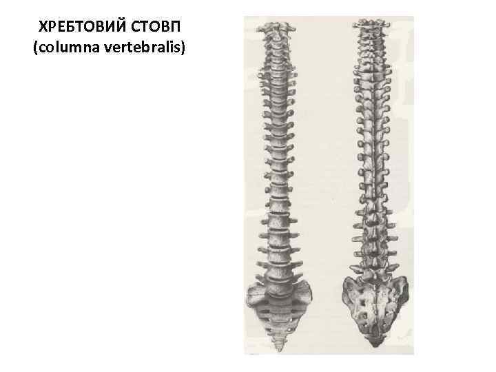 ХРЕБТОВИЙ СТОВП (columna vertebralis) 