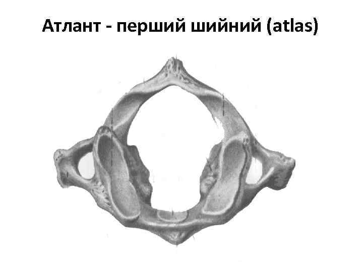 Атлант - перший шийний (atlas) 