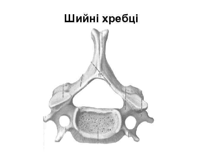 Шийні хребці 
