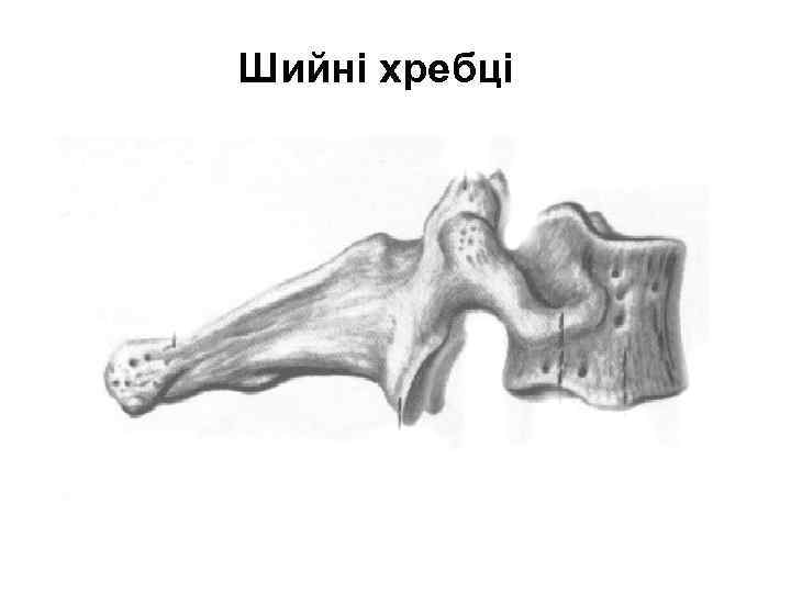 Шийні хребці 