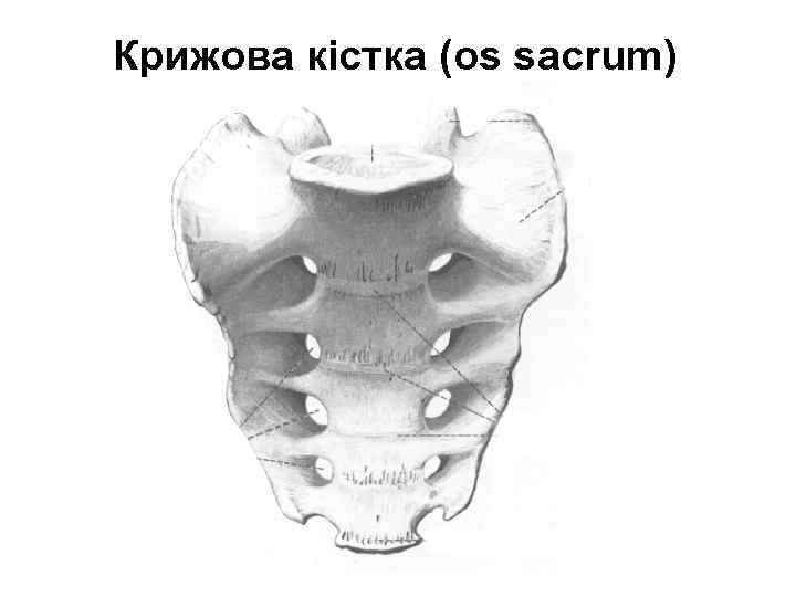 Крижова кістка (os sacrum) 