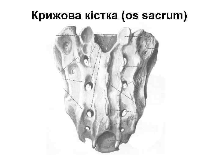 Крижова кістка (os sacrum) 