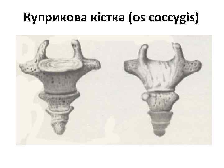 Куприкова кістка (os coccygis) 