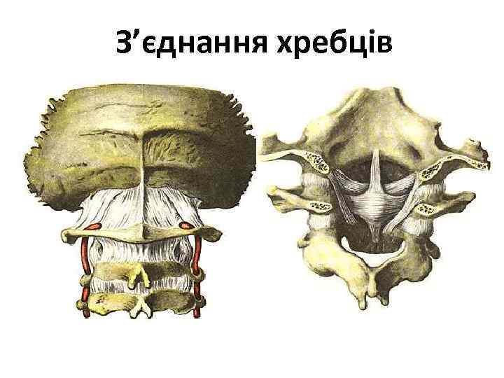 З’єднання хребців 