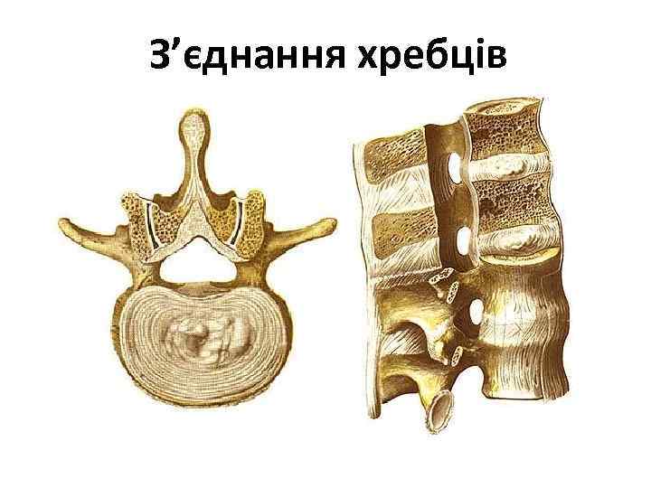 З’єднання хребців 