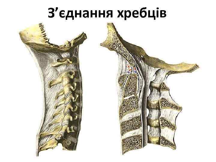 З’єднання хребців 