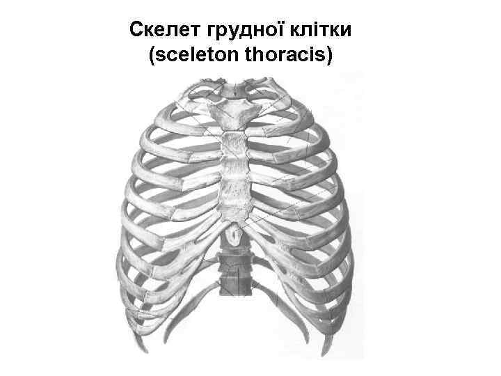 Скелет грудної клітки (sceleton thoracis) 