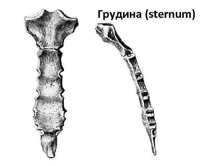 Грудина (sternum) 