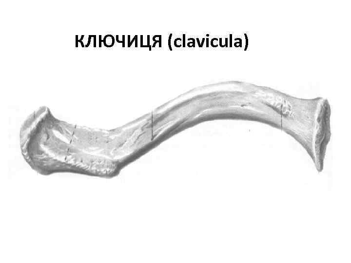 КЛЮЧИЦЯ (clavicula) 