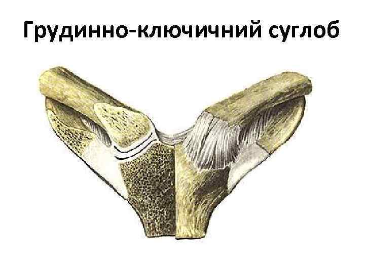 Грудинно-ключичний суглоб 