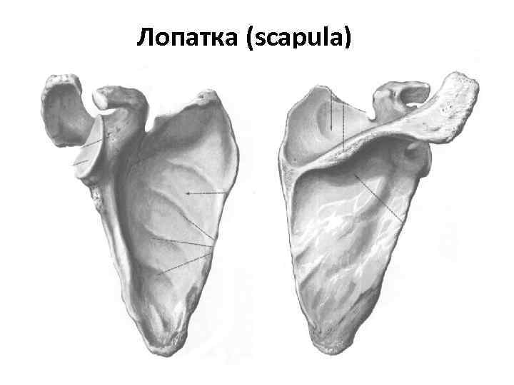 Лопатка (scapula) 