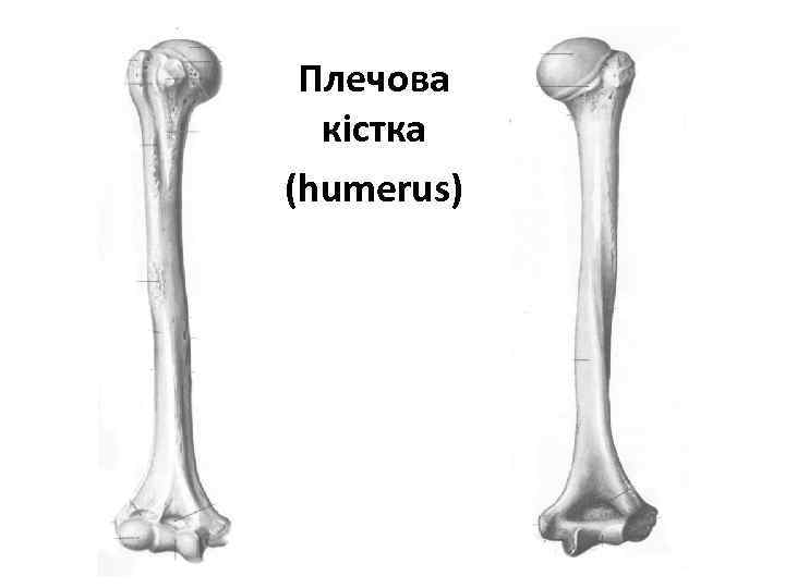 Плечова кістка (humerus) 