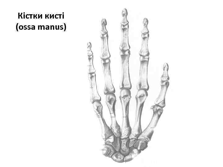 Кістки кисті (ossa manus) 