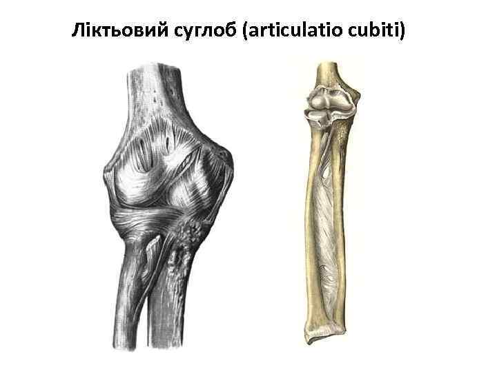 Ліктьовий суглоб (articulatio cubiti) 