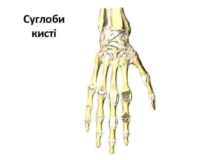 Суглоби кисті 