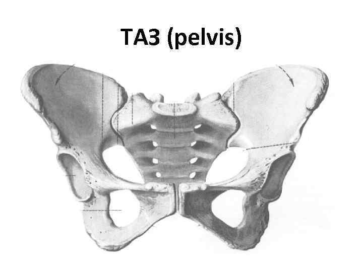 ТАЗ (pelvis) 