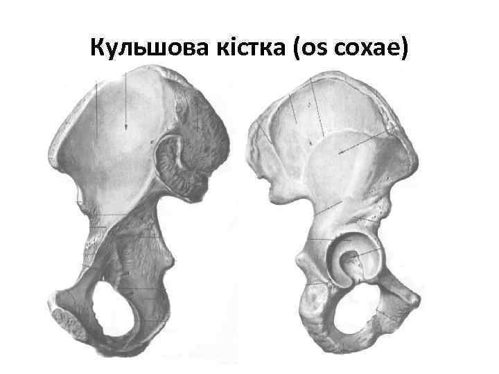 Кульшова кістка (os coxae) 