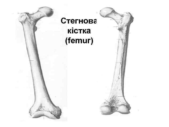 Стегнова кістка (femur) 