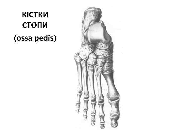 КІСТКИ СТОПИ (ossa pedis) 