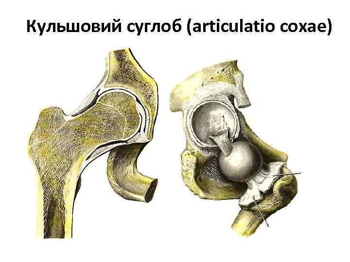 Кульшовий суглоб (articulatio coxae) 
