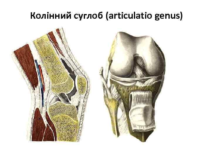 Колінний суглоб (articulatio genus) 