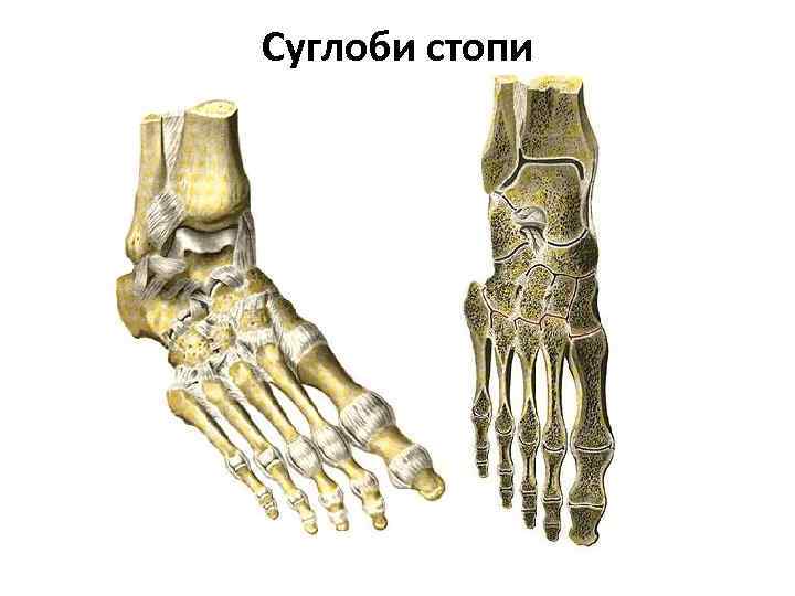 Суглоби стопи 