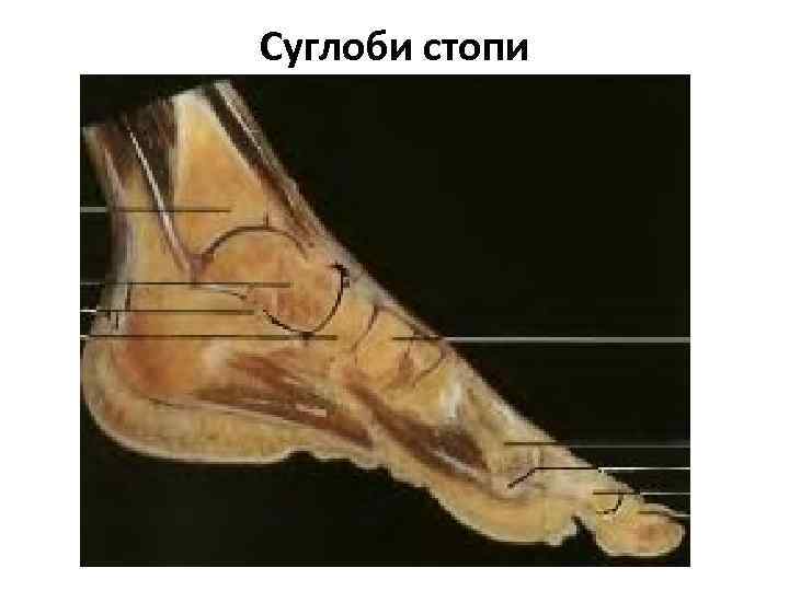 Суглоби стопи 