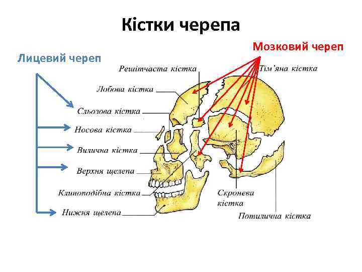 Кістки черепа Лицевий череп Мозковий череп 