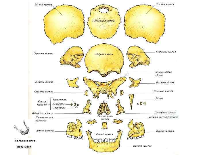Під’язикова кістка (os hyoideum) 