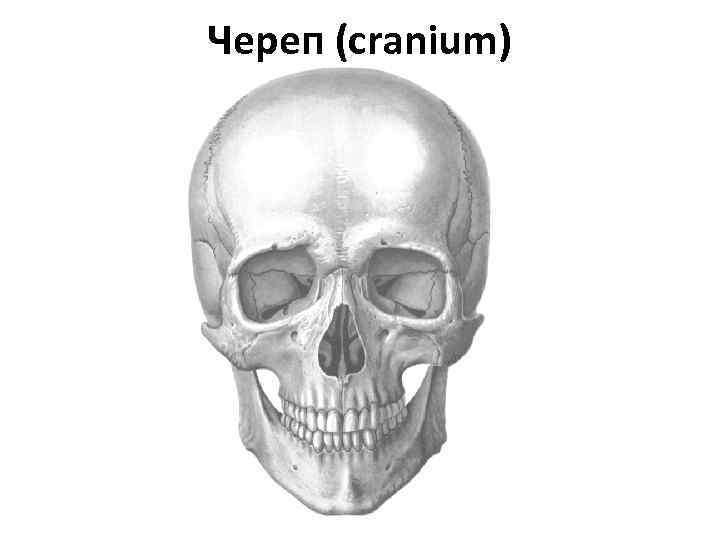 Череп (cranium) 