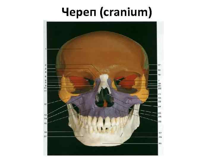 Череп (cranium) 