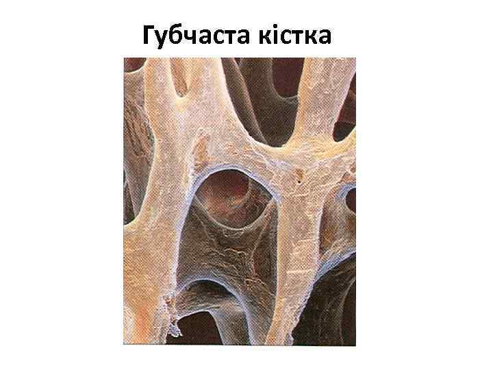 Губчаста кістка 
