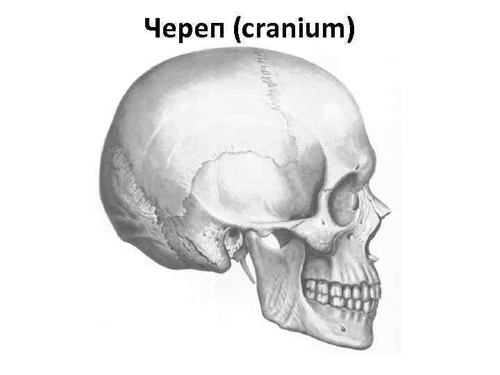 Череп (cranium) 