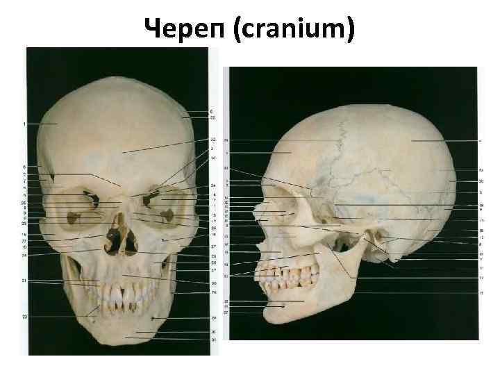 Череп (cranium) 