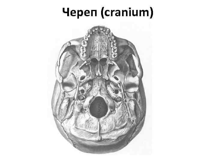Череп (cranium) 