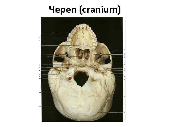 Череп (cranium) 