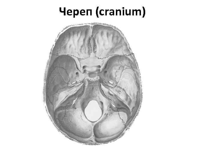 Череп (cranium) 