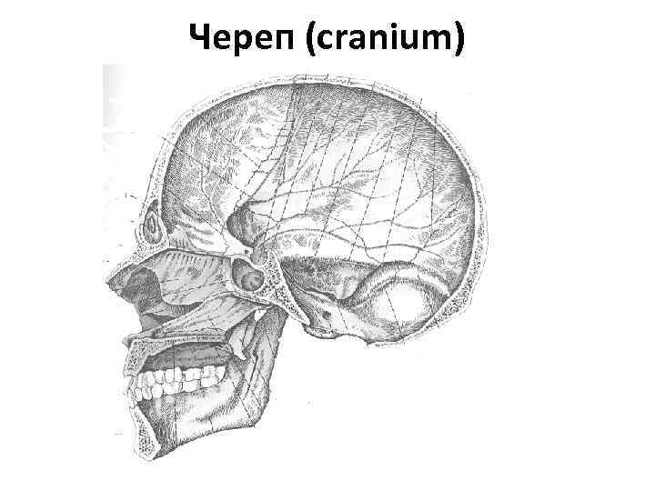 Череп (cranium) 