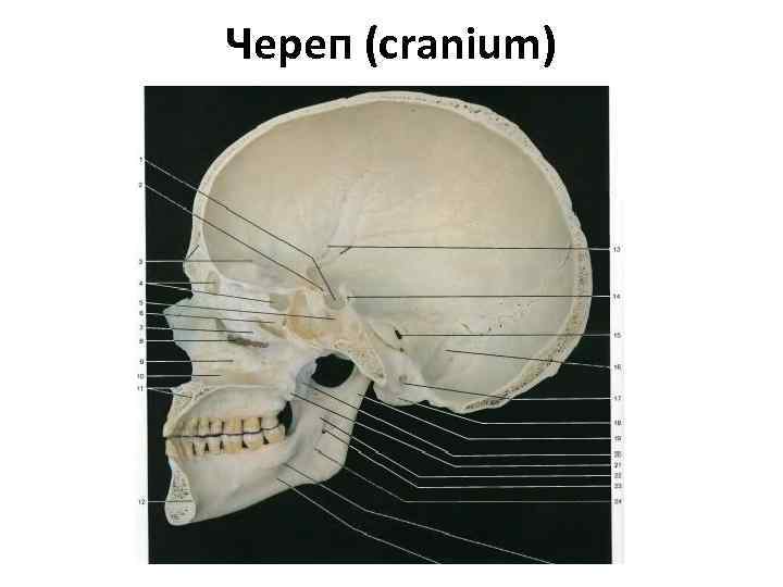 Череп (cranium) 