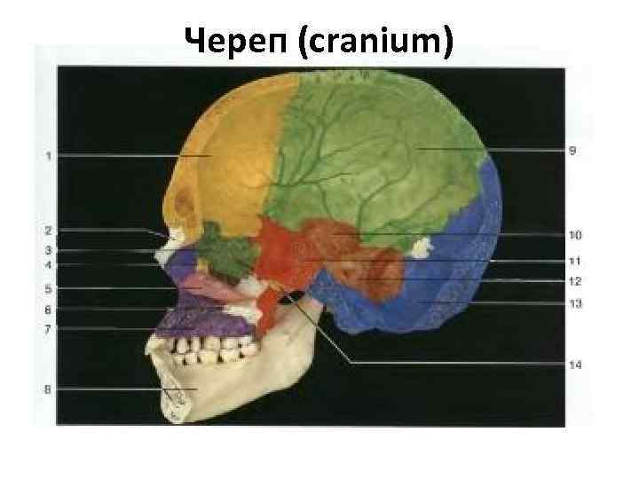 Череп (cranium) 
