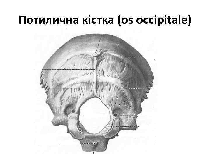 Потилична кістка (os occipitale) 