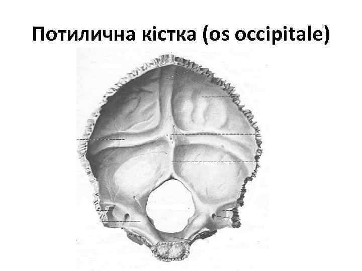 Потилична кістка (os occipitale) 