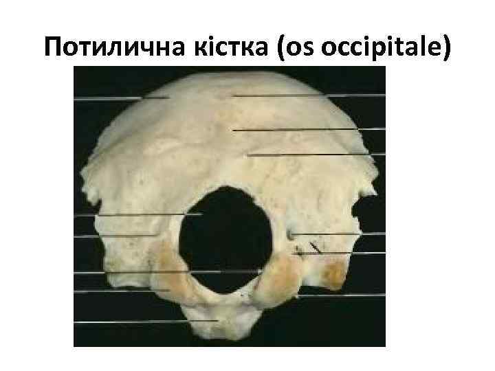 Потилична кістка (os occipitale) 