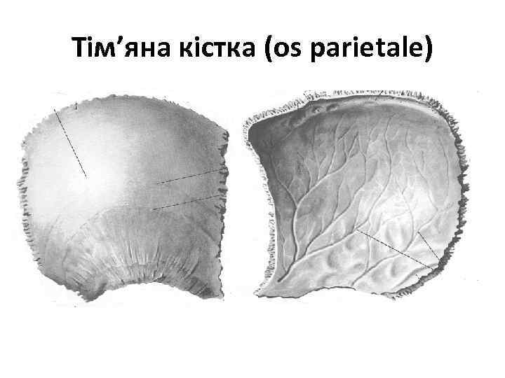 Тім’яна кістка (os parietale) 