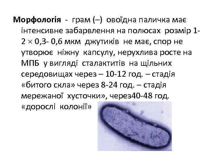 Морфологія - грам (–) овоїдна паличка має інтенсивне забарвлення на полюсах розмір 12 0,
