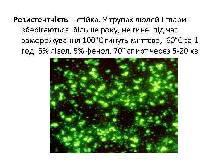 Резистентність - стійка. У трупах людей і тварин зберігаються більше року, не гине під