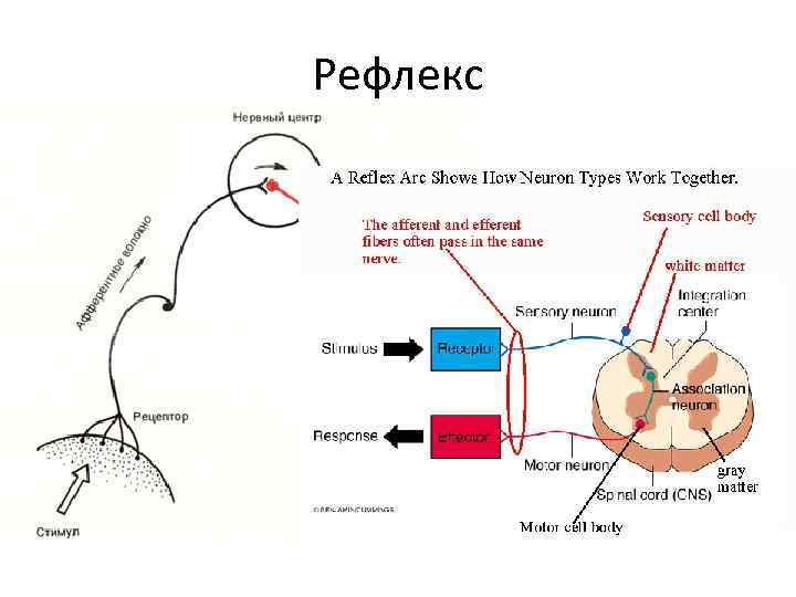 Схема перистальтического рефлекса