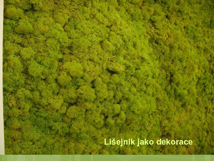 Lišejník jako dekorace 